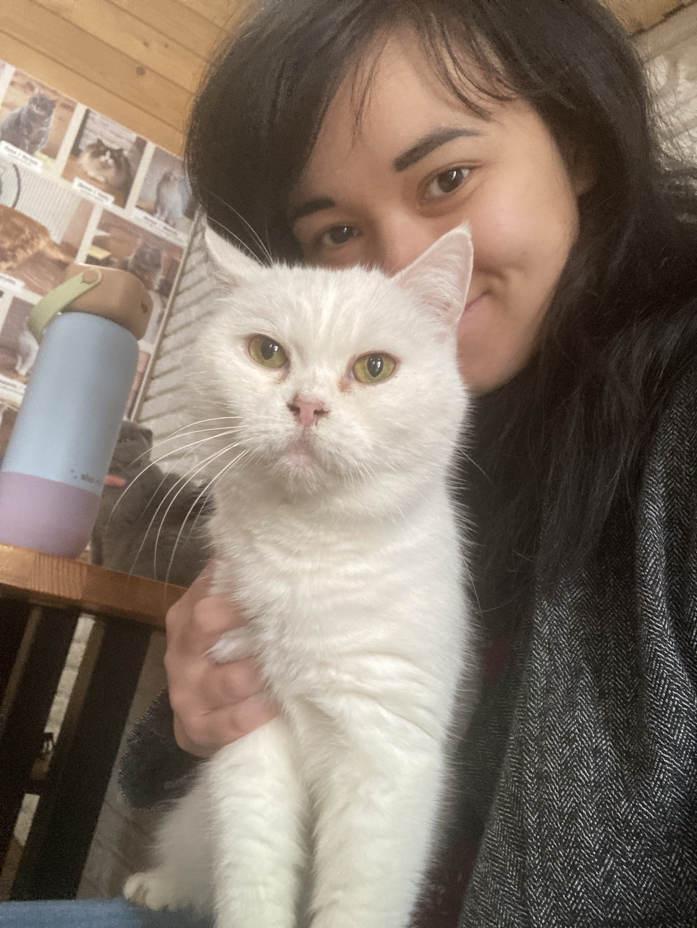 The Best Cat Cafe : A Cozy Haven for Cat Lovers (Lviv, Ukraine)